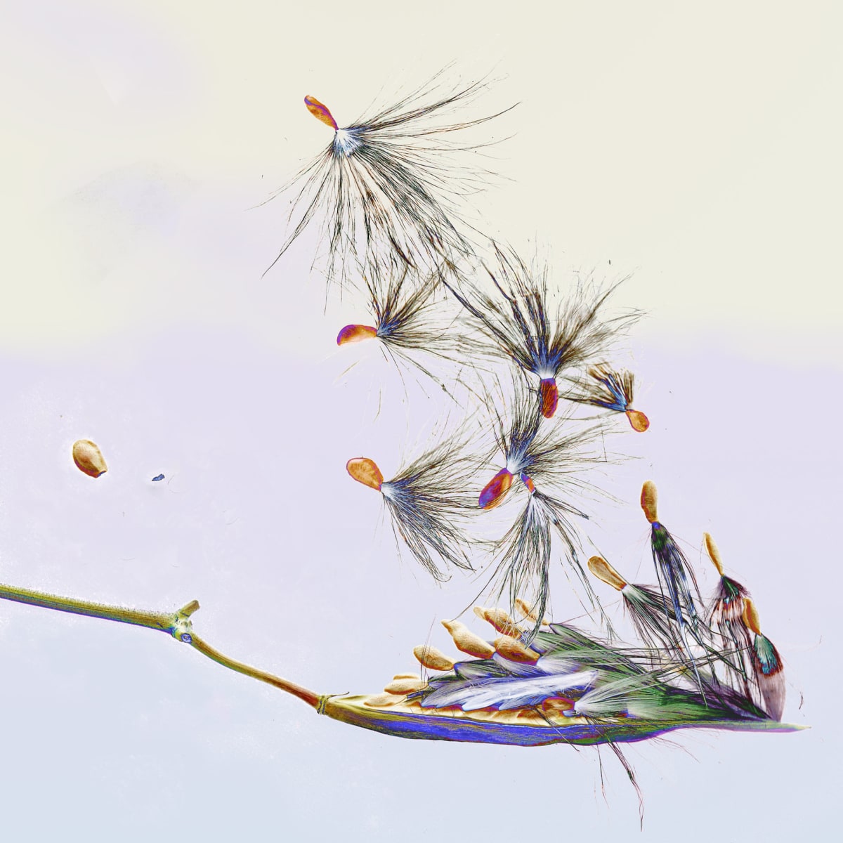 Milk Weed by Susan Felter, Image 1.