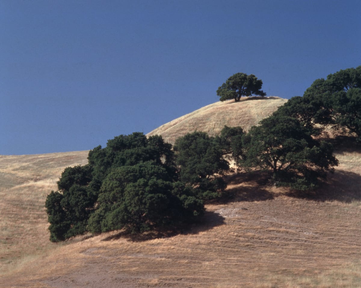 Oaks and Hills by Harvey Helfand 