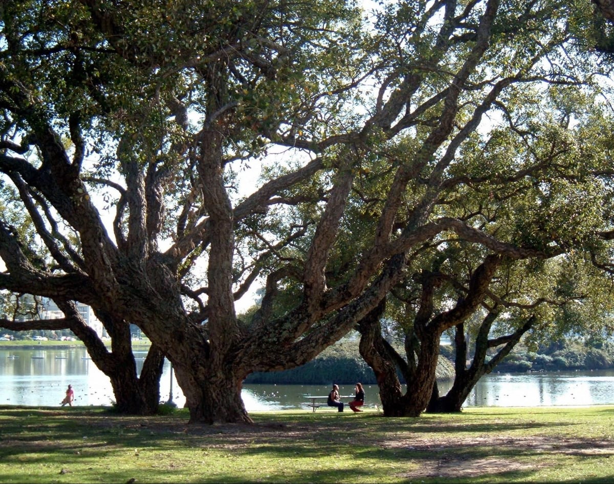Under the Oaks by Laura Sutta 