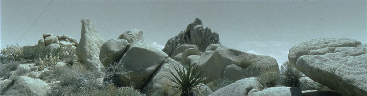 Desert Garden by Irene Imfeld 