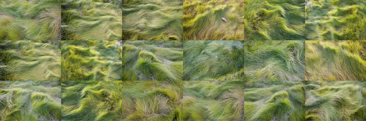 Leaves of Grass #4 by Lisa Levine, Image 1.