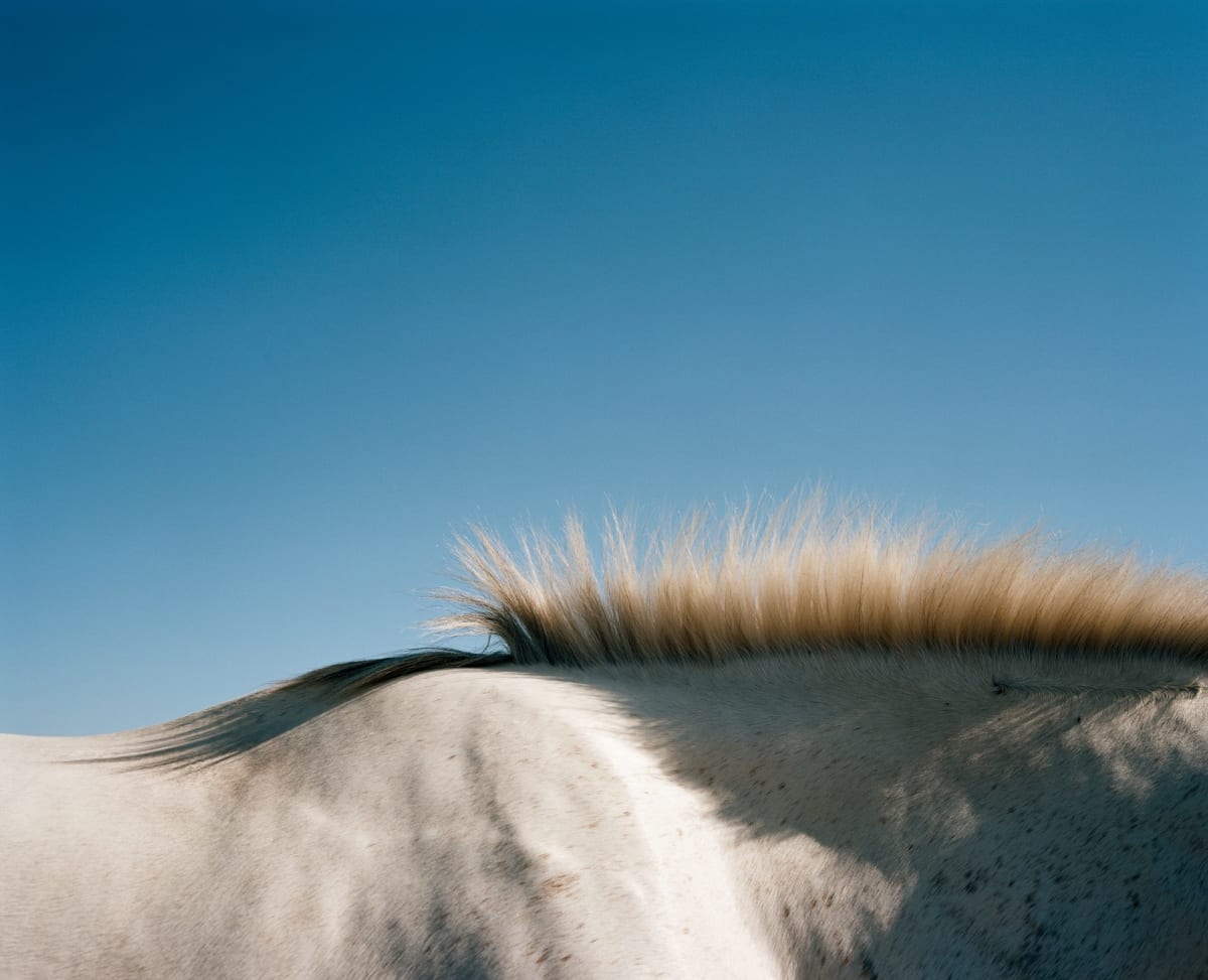 Silver Echo by Mimi Plumb 