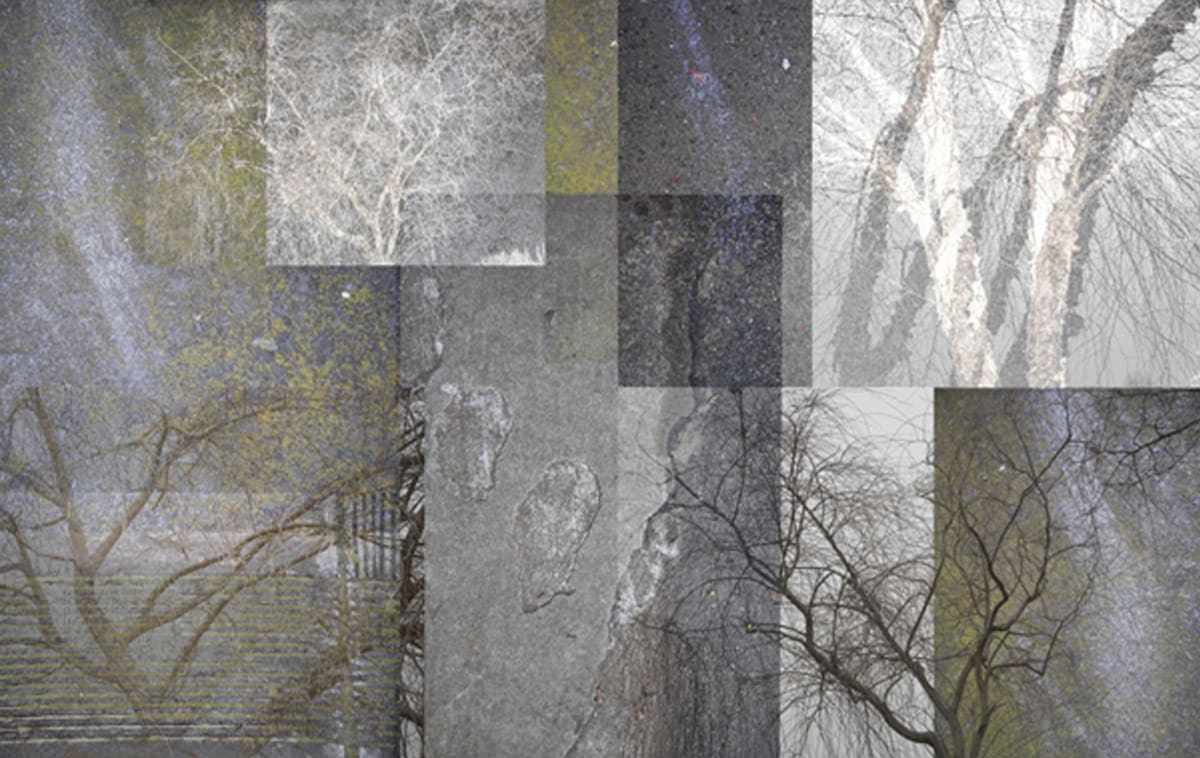 Winter Trees by Lisa Levine, Image 1.