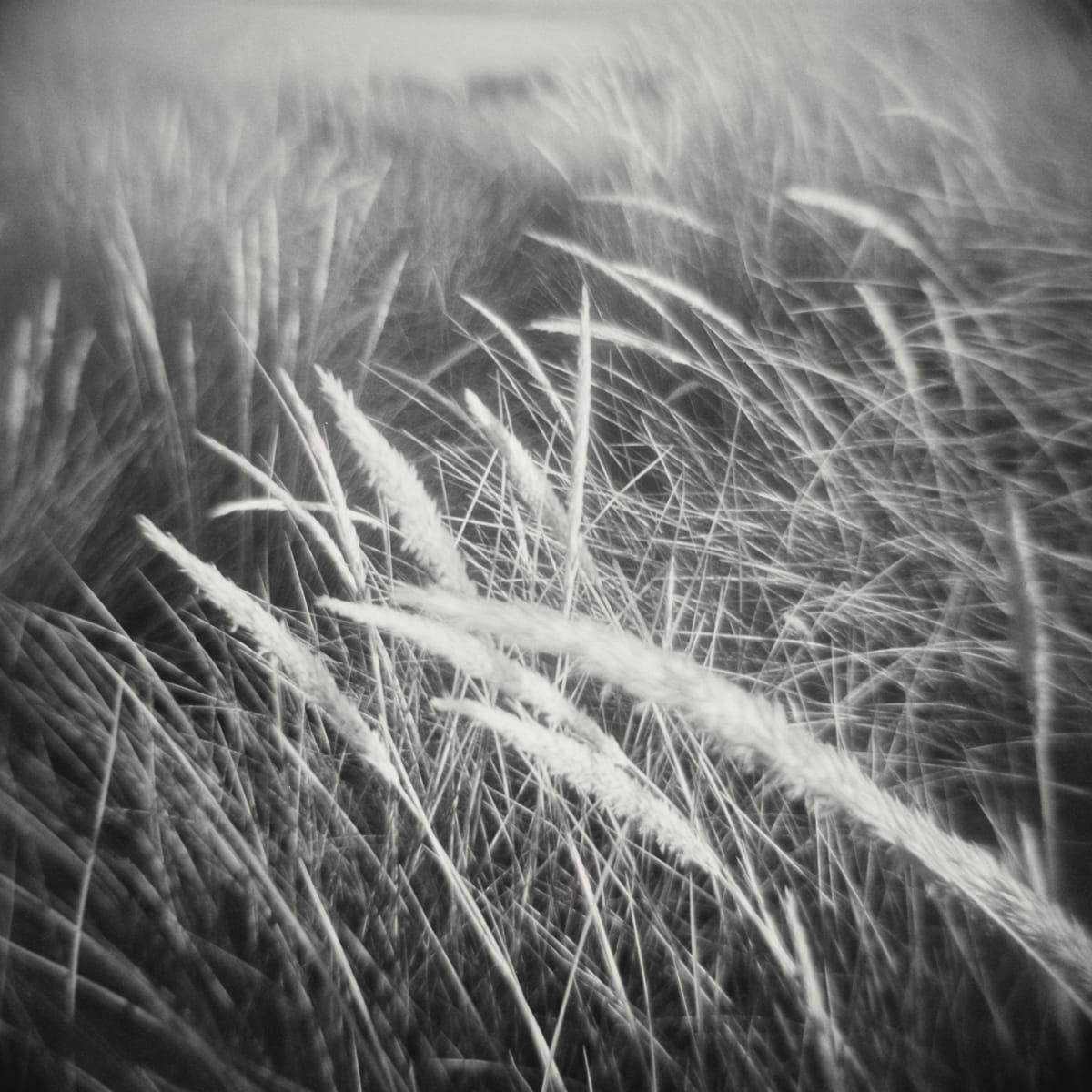 Abbots Lagoon 2 by Susan K. Spann, Image 1.
