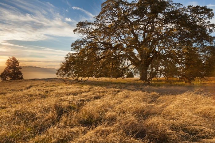 California Gold and Blue Oak by Arthur Carl Widener 