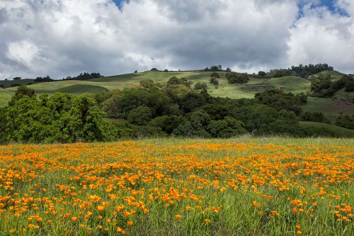 California Poppies by Arthur Carl Widener 
