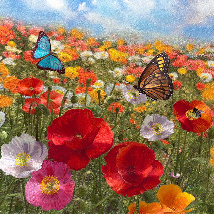 Butterflies Enjoying Poppies on a Spring Day #2 by Yan Inlow 