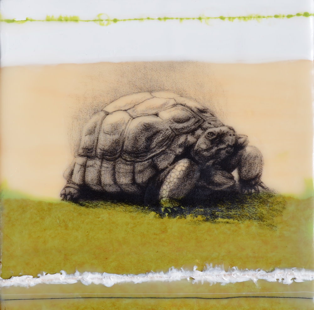 Desert Tortoise by Karine Swenson 