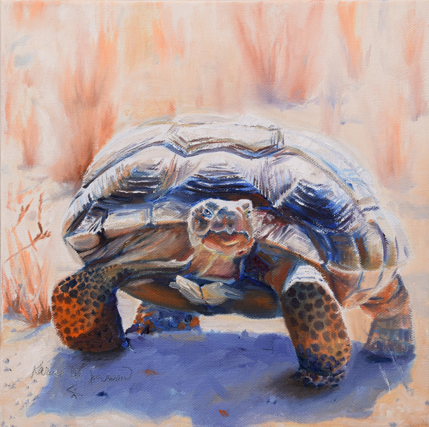 Not Shy (Desert Tortoise) by Karine Swenson 