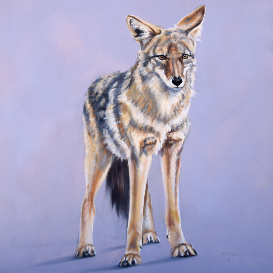 Pre-Dawn Coyote by Karine Swenson 