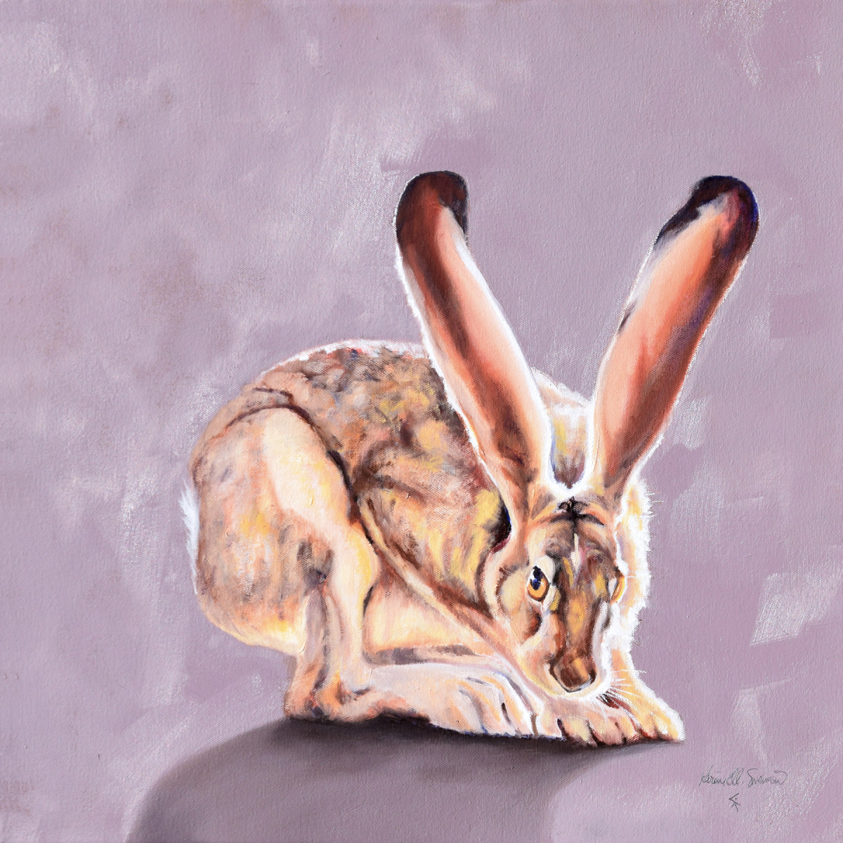 Shyness (black tailed jackrabbit) by Karine Swenson 