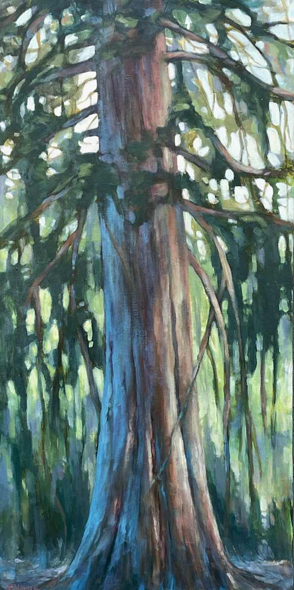 Backyard Cedar by C Mawle 