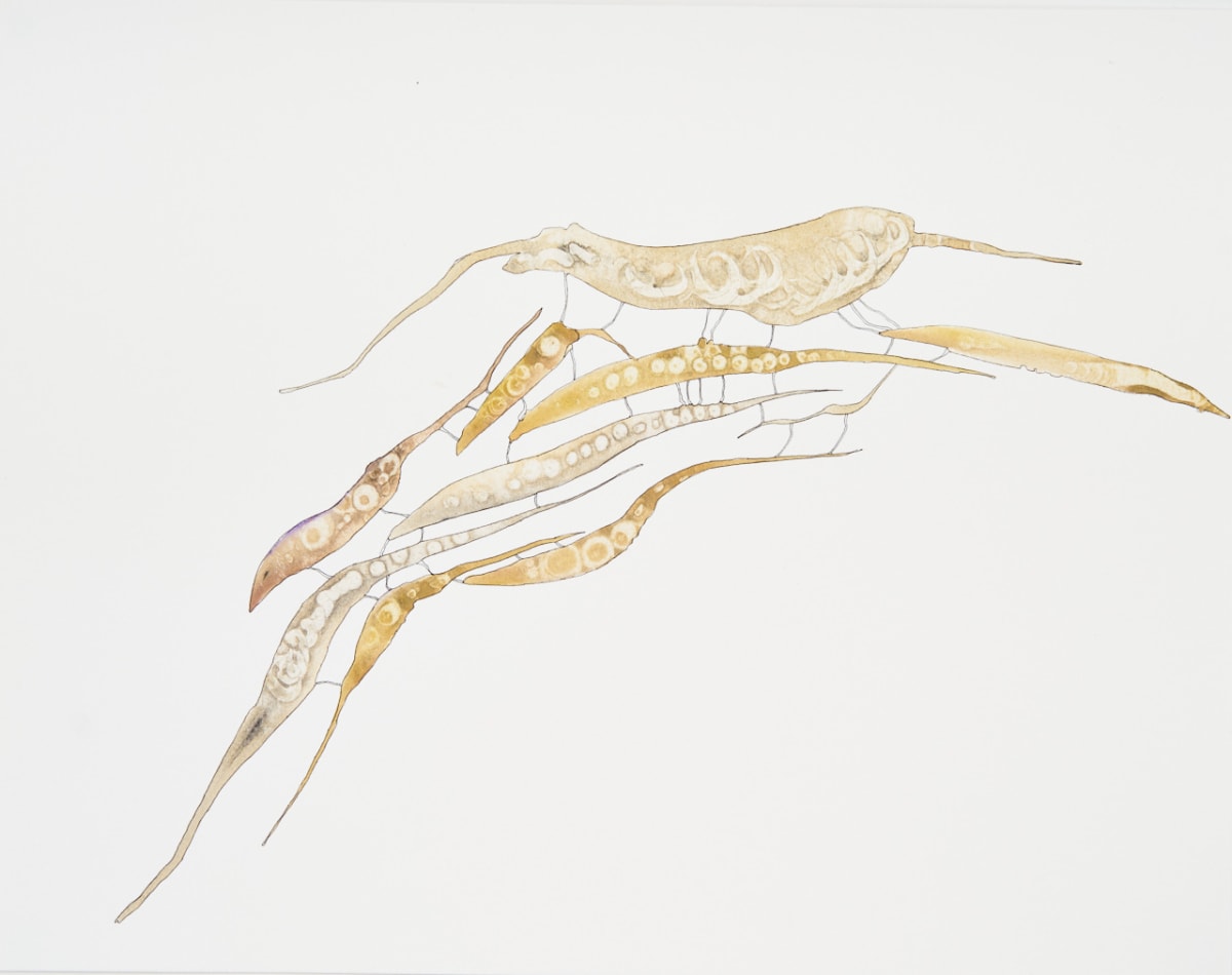 Nocturnal Passage by Deborah Benioff Friedman 