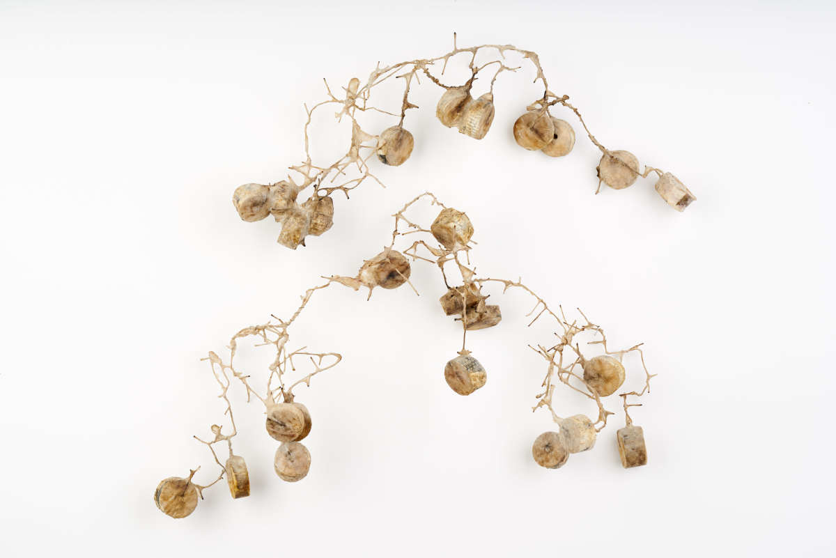 What A Fruit It Bears by Deborah Benioff Friedman 