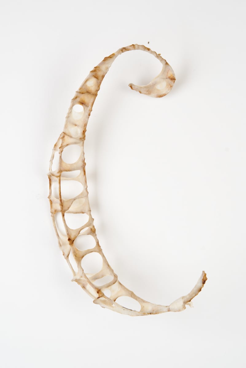 Falciform by Deborah Benioff Friedman, Image 1.