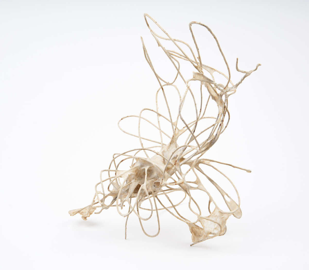 Flight by Deborah Benioff Friedman 