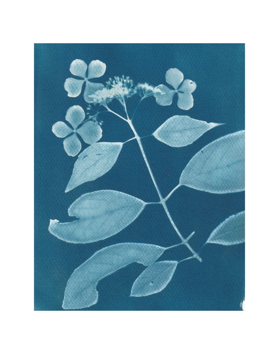Lacecap V by Vera Gierke, Image 2.