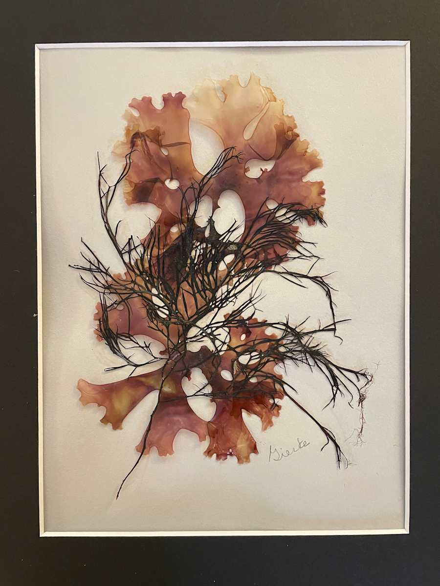 Irish Moss by Vera Gierke, Image 1.