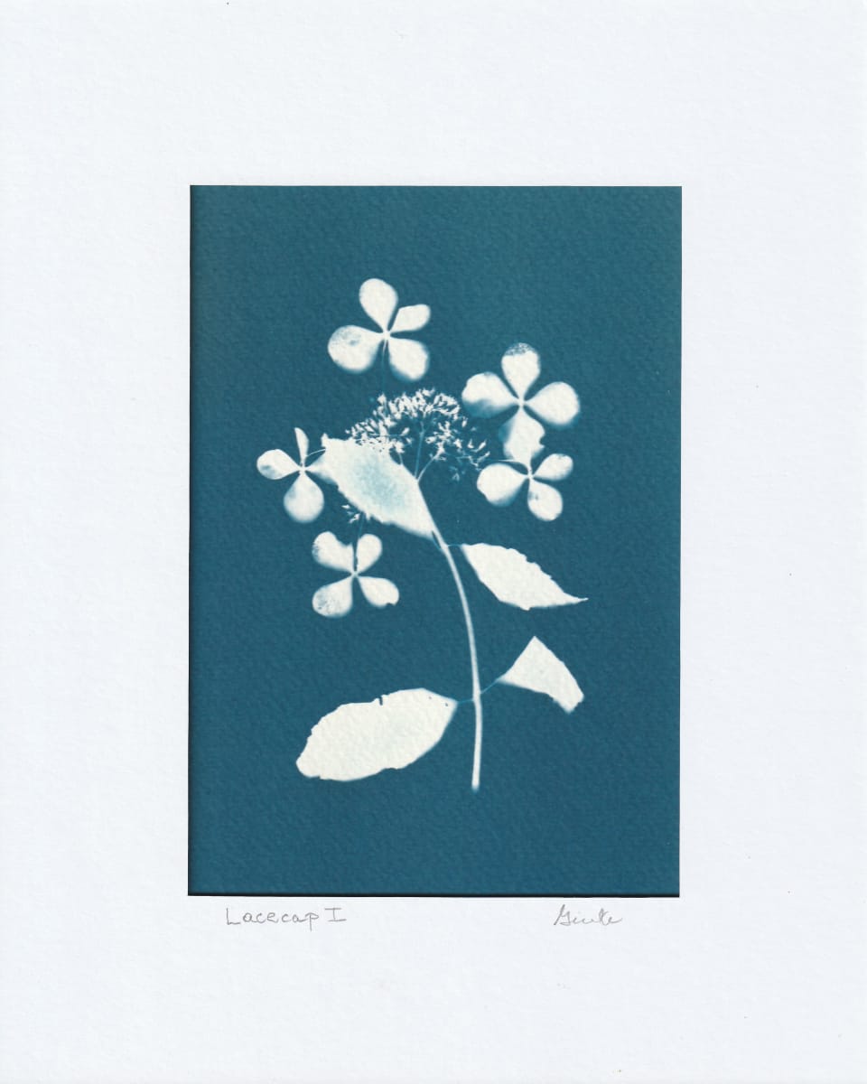 Lacecap I by Vera Gierke 