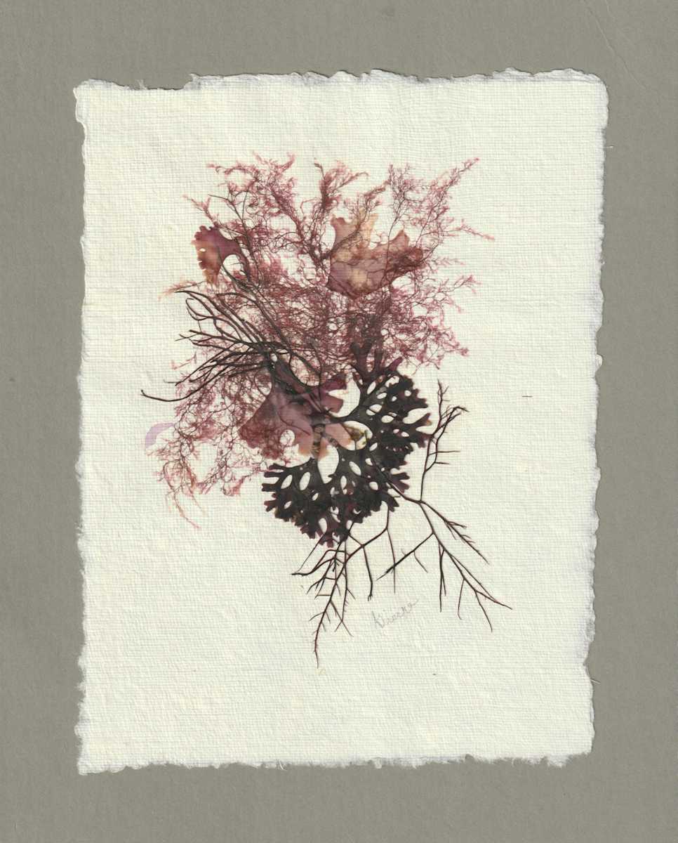 Bouquet From The Sea #9 by Vera Gierke  Image: Bouquet From The Sea #9