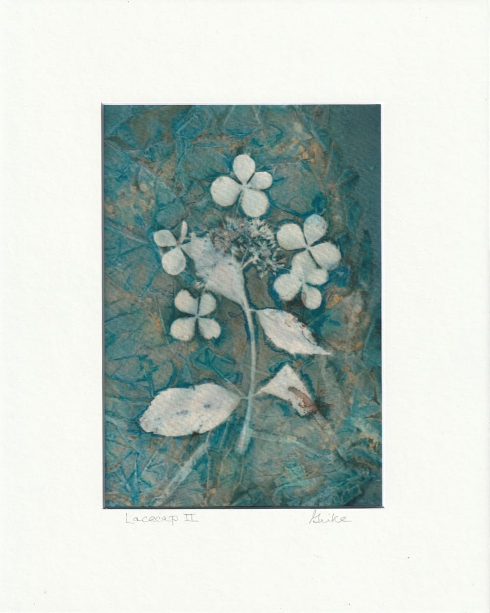 Lacecap II by Vera Gierke, Image 1.
