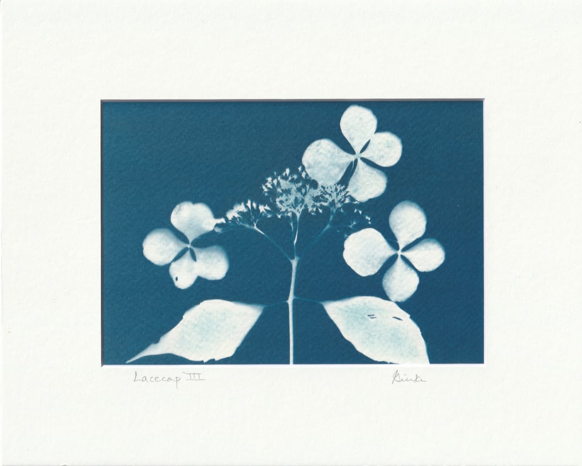 Lacecap III by Vera Gierke, Image 1.