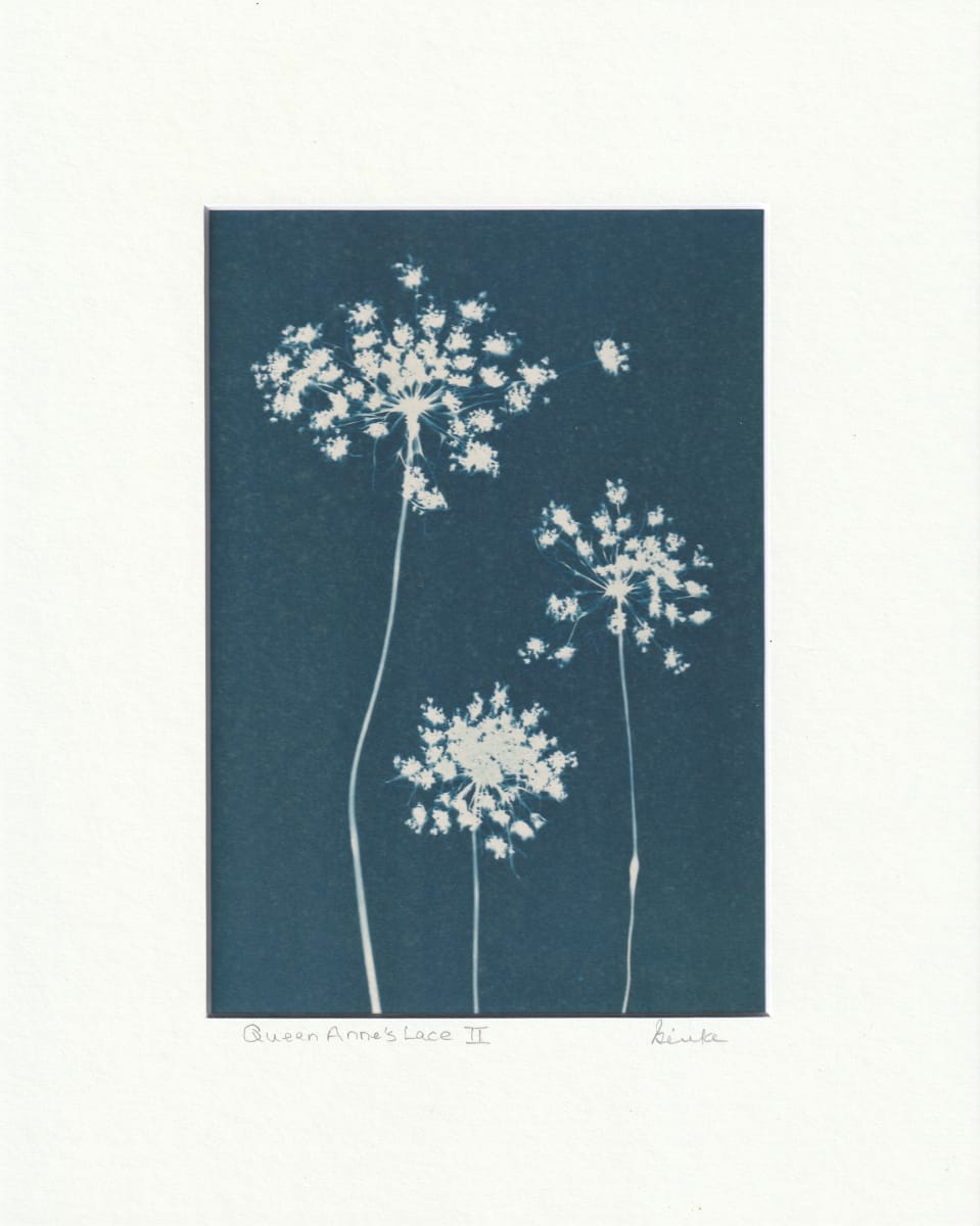 Queen Anne's Lace II by Vera Gierke 