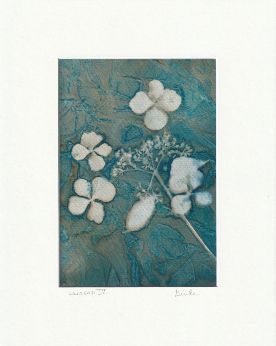 Lacecap IV by Vera Gierke, Image 1.