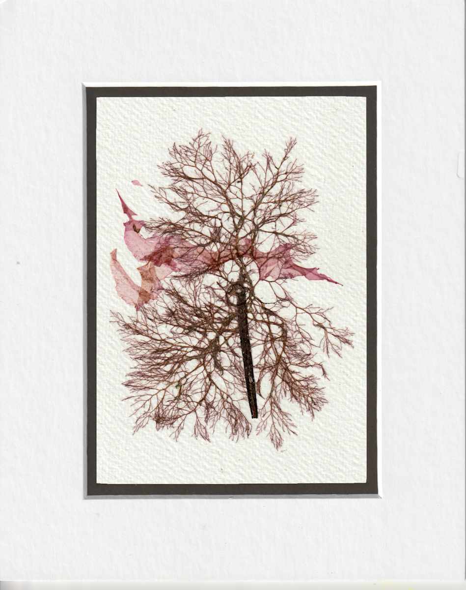 Bouquet From The Sea #1 by Vera Gierke 