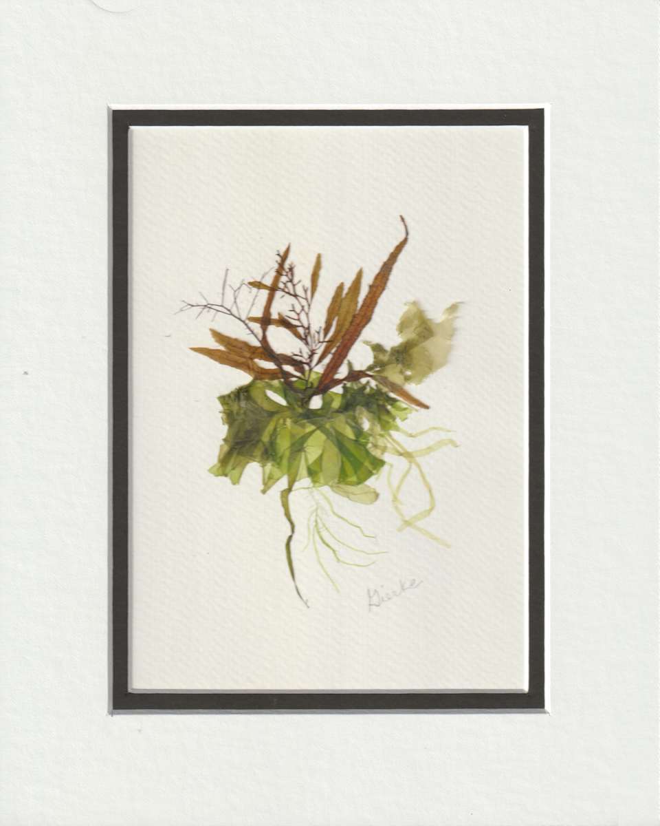 Nantucket Sea Garden III by Vera Gierke  Image: Nantucket Sea Garden III