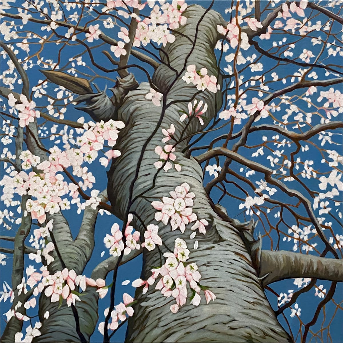 Cherry Blossom by Rachel Clegg  Image: 24x24 inch, oil on canvas