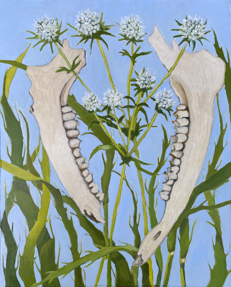 Deer Jaw, Rattlesnake Master by Rachel Clegg  Image: 8x10 inches, oil on board