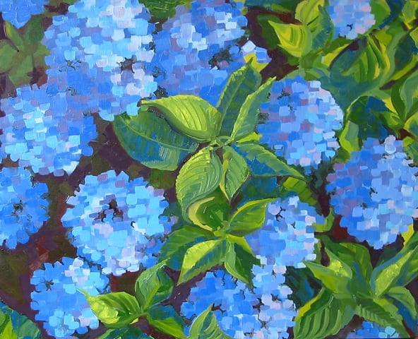 Hydrangea, Image 1.