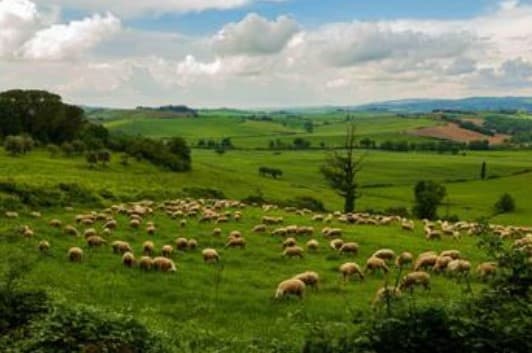 Sheep on a Tuscan Hillside by Carol Hudson 