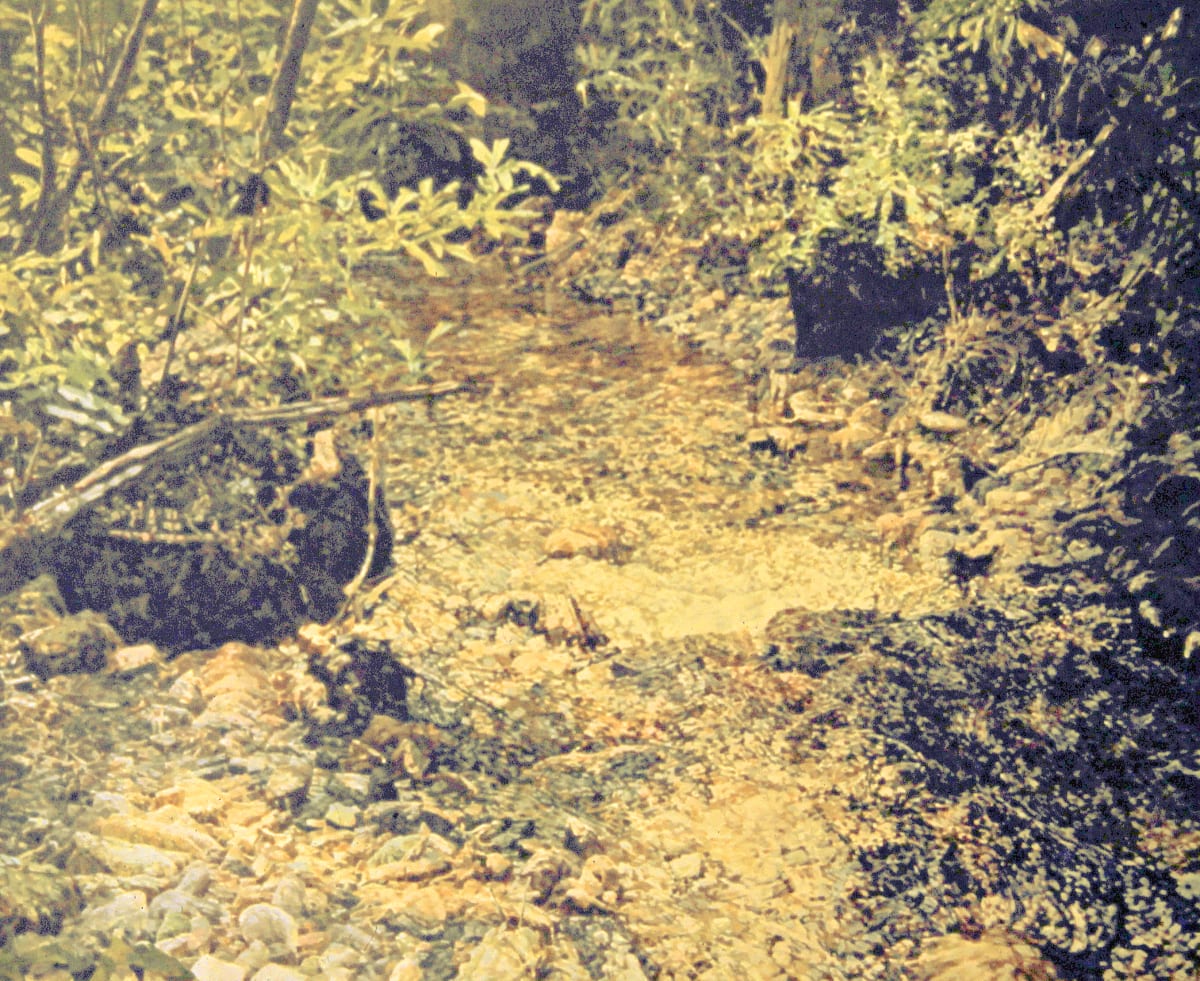 Bright Creek 