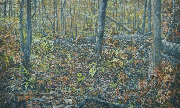 Cabin Woods by Bruce Marsh  Image: Just uphill from our cabin in NC.