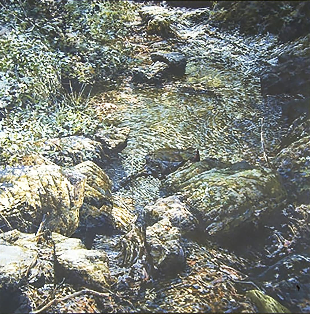 Downstream II 