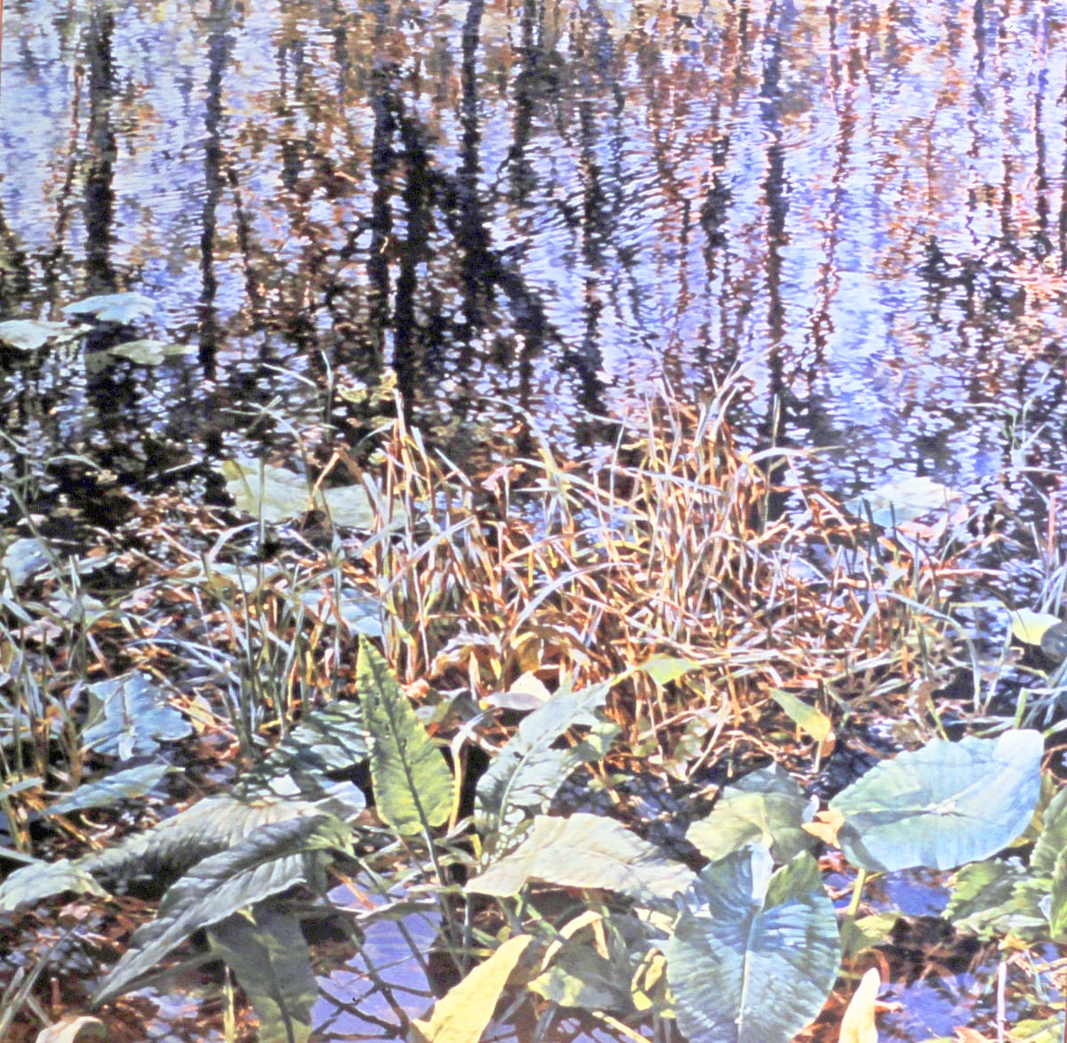 Hills Lily Pads by Bruce Marsh  Image: One of three commissioneds for the Orlando International Airport. 1980