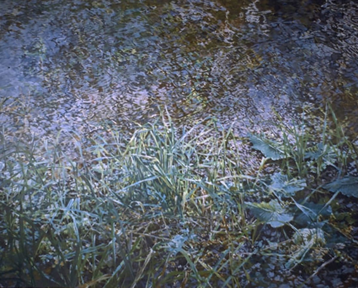 LAKE WEEDS IV 