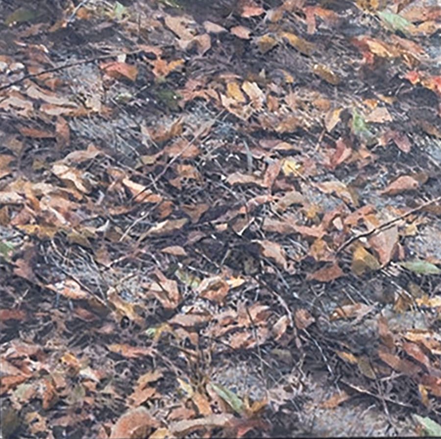 Leaves 