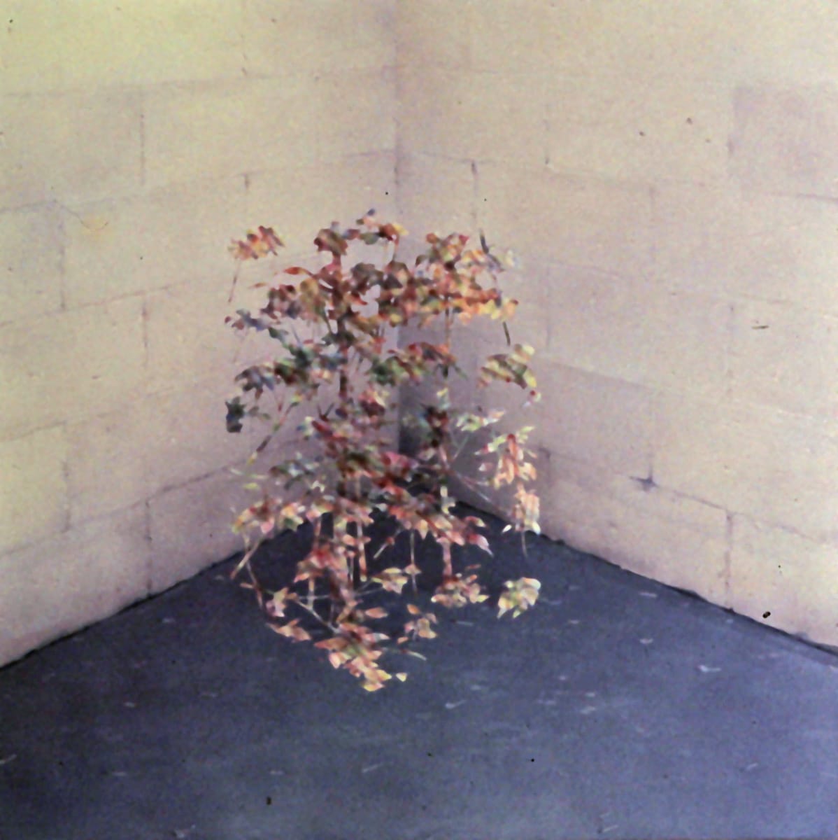 Sprayed Bush by Bruce Marsh  Image: A bush, existing in the volume of a tall cube. Airbrush and cut paper stencils. In a corner of the studio.