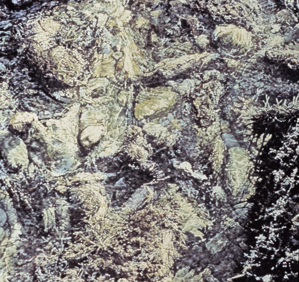 Tidepool 
