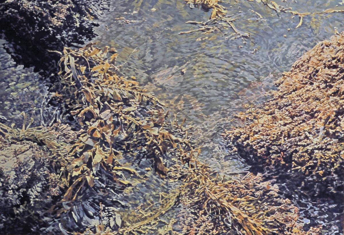 Tidepool Kelp 
