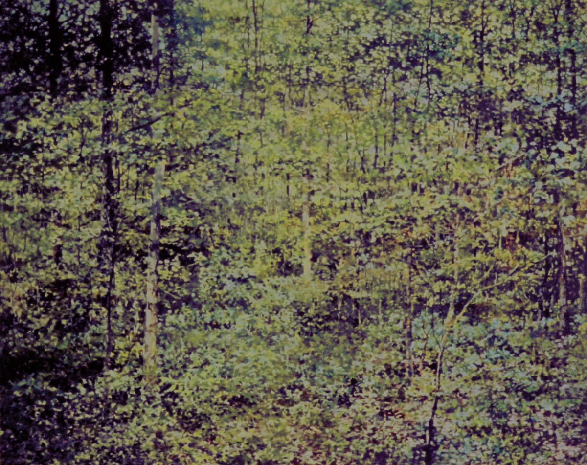 Woods  Image: A poor photo!!