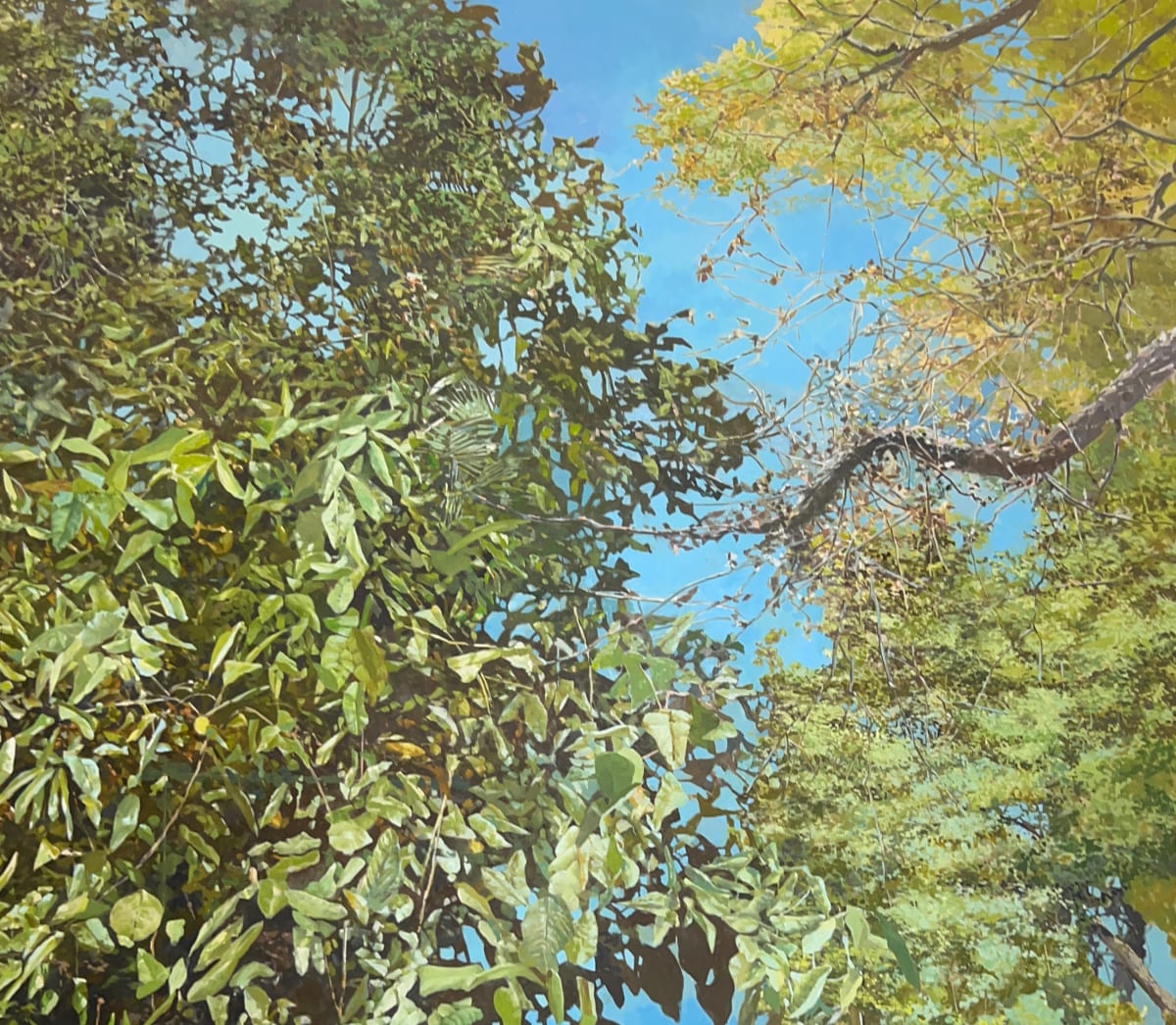 Yard Trees by Bruce Marsh 