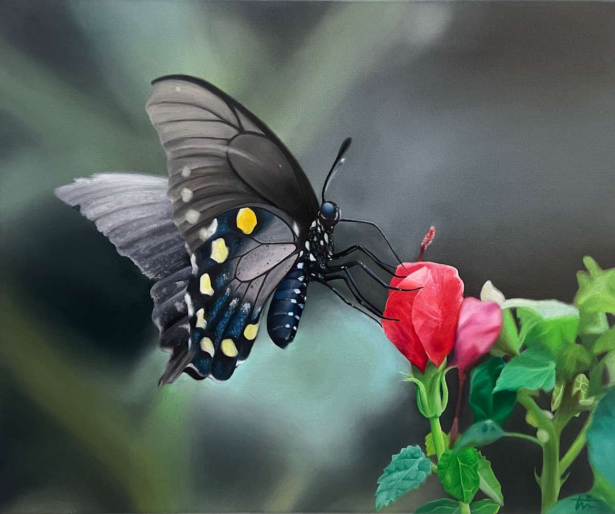 The Pipevine Swallowtail by Taylor Moore, Image 1.