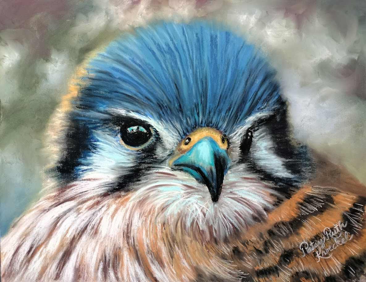 American Kestrel by Patsy Ruth Kroeckel 