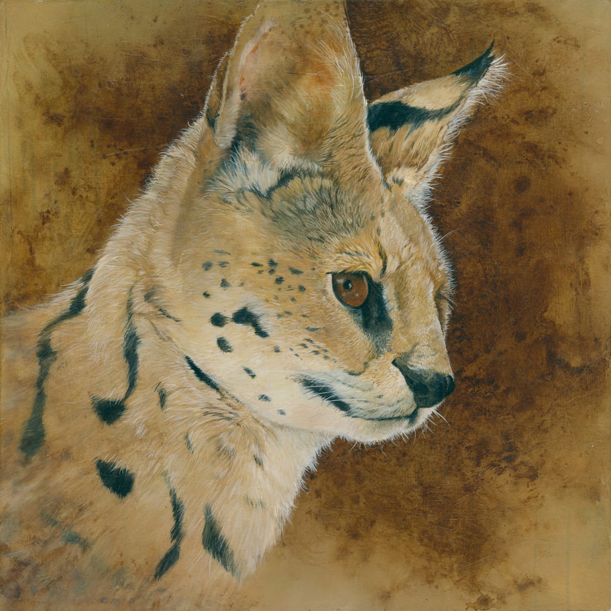 serval study by bryan holland arts, Image 1.