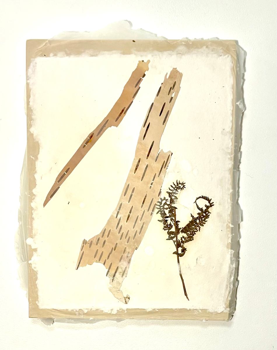 Birch Wonders by GG Stankiewicz 