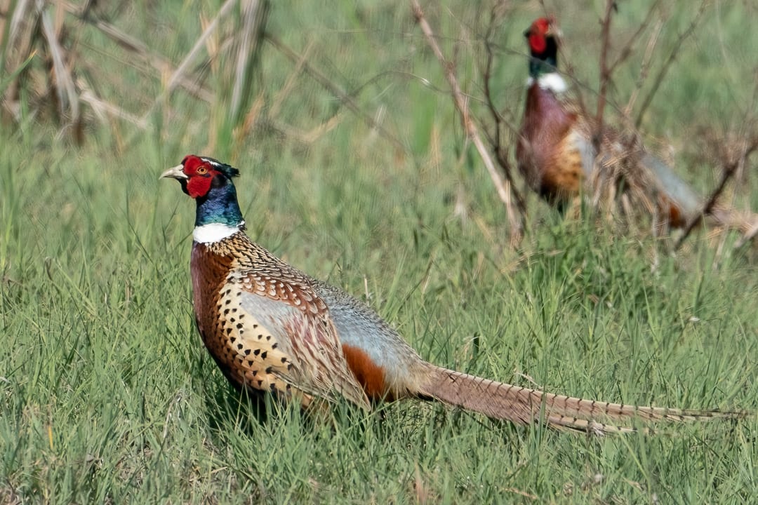 After the Pheasant Fight by Michele McCormick 